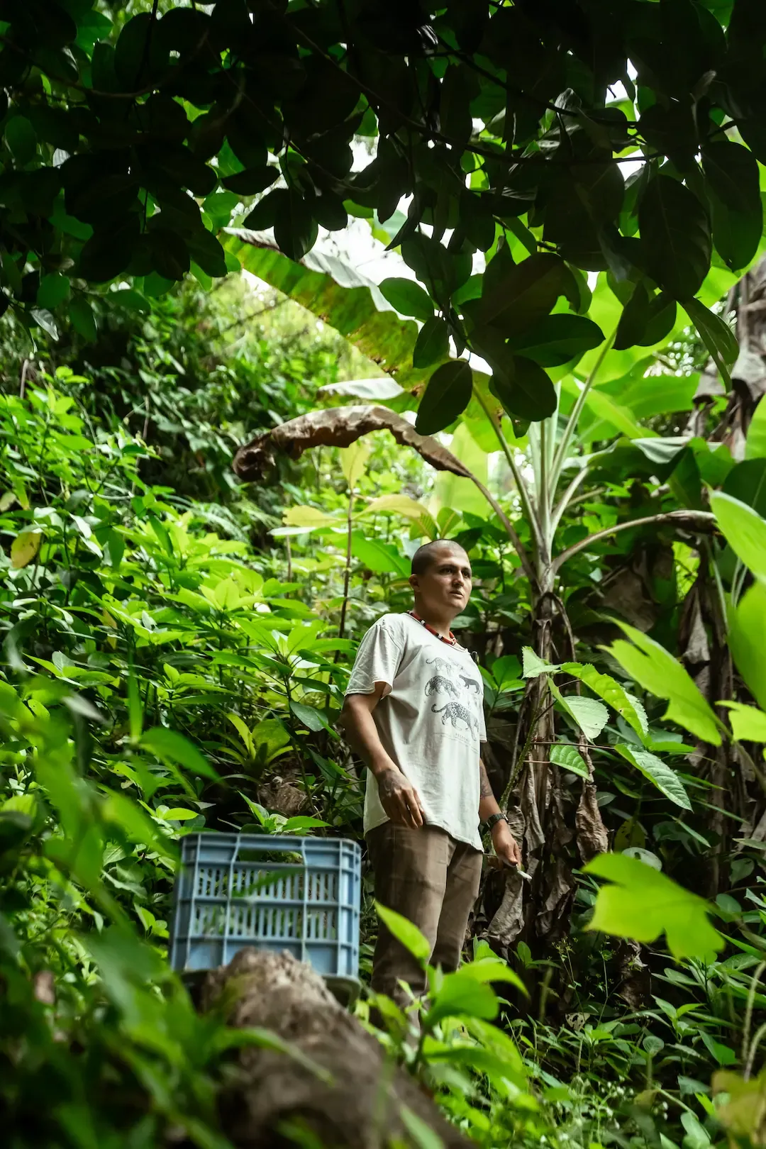 Agricultor local recolecta entre la selva del Pacífico Sur.
